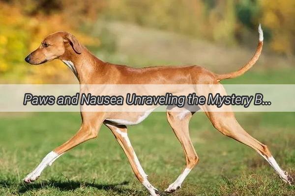 Paws and Nausea Unraveling the Mystery Behind Your Dogs PostTraction Vomiting